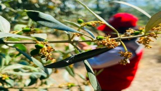Salihlide zeytin güvesi alarmı