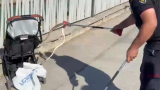 Şanlıurfada ağaçtan bebek arabasına yılan düştü
