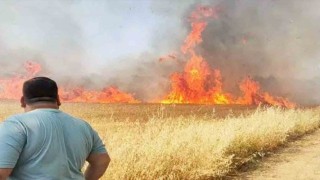 Şanlıurfada buğday tarlasında korkutan yangın