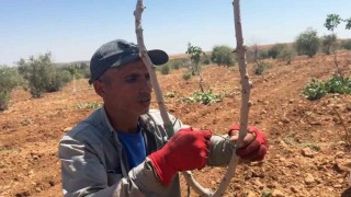 Şanlıurfada fıstık aşılama dönemi başladı