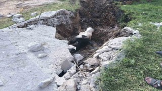 Şanlıurfada foseptik çukuruna düşen inek kurtarıldı