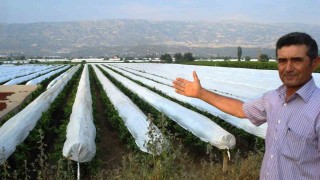 Sarıgöl Ovası beyaza bürünmeye hazırlanıyor