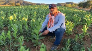 Sarıgölde tütün kırımı başladı