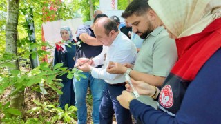 Savaşçı arılar kahverengi kokarcalar için salındı