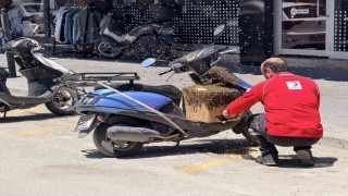 Şehrin göbeğinde oğul veren arılar ilgi odağı oldu