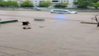 Sel sularına kapılan yaşlı adamı son anda kurtardılar