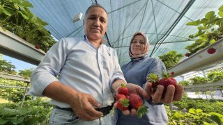 Serada topraksız yetiştirdikleri çilek yaşam enerjileri oldu