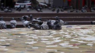 Sıcaktan bunalan güvercinler süs havuzunda serinledi