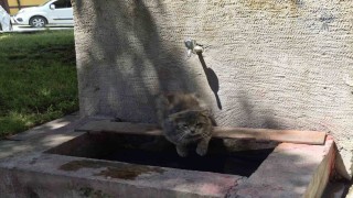 Sıcaktan bunalan sokak kedisi tarihi çeşmenin altında serinlemeye çalıştı