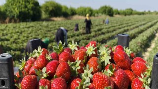 Silifke çileğinde hasadın sonuna gelindi