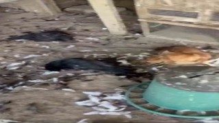Sokak köpekleri kümese girdi, 30 tavuk telef oldu