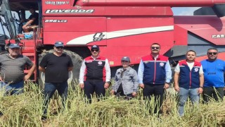 Sökede kanola hasadı gerçekleştirildi