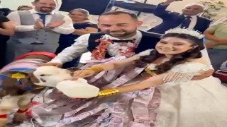 Takı merasiminde altın yerine dişi buzağı hediye edildi