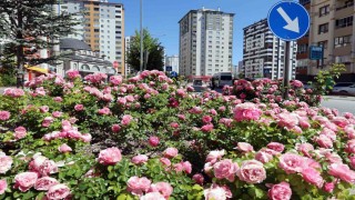 Talasta çiçek yılında sahne güllerin