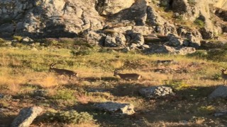 Tarihi Harputta dağ keçileri görüldü