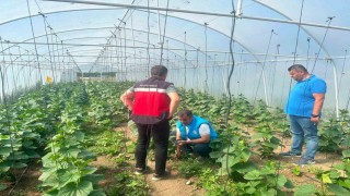 Tavşanlı cezaevi serasında üretim faaliyetleri incelendi