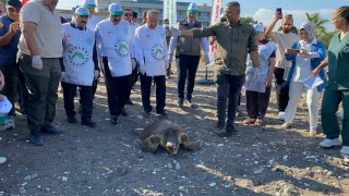 Tedavisi tamamlanan 3 deniz kaplumbağası yeniden denizle buluştu