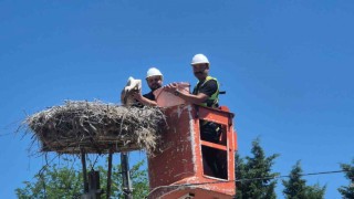 Tekirdağda Leylek Festivali