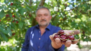 Tescilli Tokat kirazında hasat mesaisi başladı