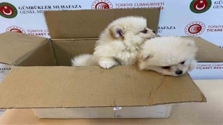 Ticaret Bakanlığı Gümrükler Muhafaza ekiplerinden yavru köpeklere yönelik kaçakçılık girişimine geçit yok