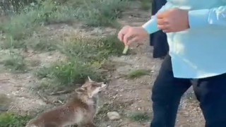 Tilkiyle dostluk kameraya yansıdı