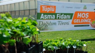 TOGÜden üreticiye bağcılık desteği