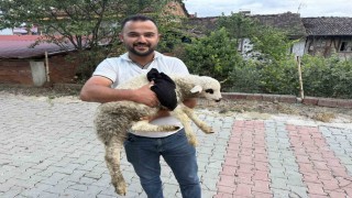 Tokatta sağlık personelinden yaralı kuzuya tüm teşekküllü müdahale