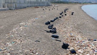 Trabzon sahilinde çöp seferberliği