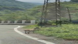 Trabzonda ilk kez görüntülendi; Çengel boynuzlu dağ keçisi yavrusu karayoluna indi