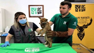 Trafik kazasında yaralanan yavru tilki Ormanyada şifa buluyor