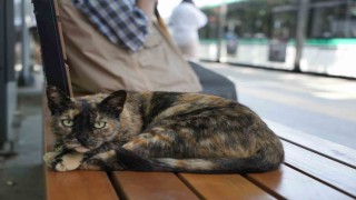 Tramvay durağını mesken tutan kedi, herkesin neşe kaynağı oldu