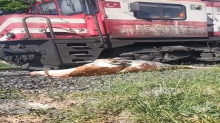 Tren çarpması sonucu raylara sıkışan ineğin telef olmaması için saniyelerle yarıştılar