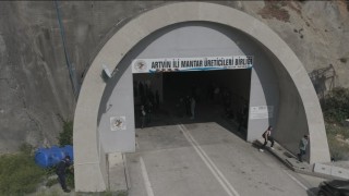 Tünelde üretilen istiridye mantarının ilk hasadı gerçekleştirildi