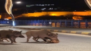 Turizm kentlerini istila eden domuz sorunu her geçen gün büyüyor
