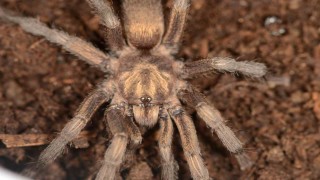 Türkiyede ilk kez yeni bir tarantula cinsi kaydedildi
