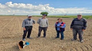 Turşuluk lahana ve dane mısır dikim ve ekim işlemleri devam ediyor