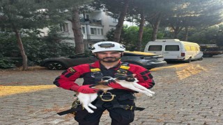 Üç gündür ağaçta mahsur kalan kedi kurtarıldı