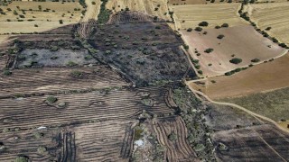 Uşakta çıkan yangında 600 dekar ekili alan zarar gördü