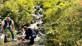 Uzungöl ve çevresindeki derelere 15 bin kırmızı benekli yavru alabalık bırakıldı