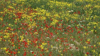 Vanda renklerin dansı: Gelincikler ve sarı çiçekler görsel şölen oluşturdu