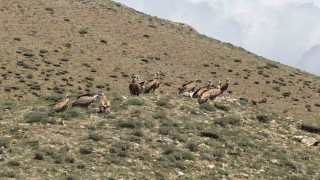 Vanda sürü halinde görülen kızıl akbabalar doğaseverleri heyecanlandırdı