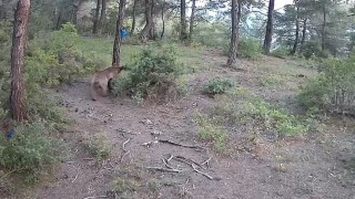 Yaban hayvanları fotokapana böyle yansıdı