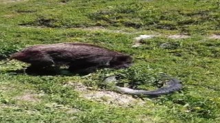 Yaralı domuz köy yakınlarında görüntülendi