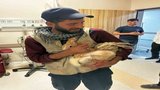Yaralı hamile tavşan, devlet hastanesi bahçesinde tedavi edildi