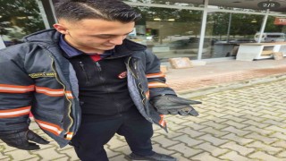 Yaralı yarasa koruma altına alındı