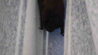 Yarasa balkon perdesini yuvaya dönüştürdü, ev sahibi ‘Batman adını verdi