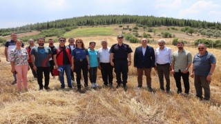 Yatağanda hasat şenliğine yoğun katılım