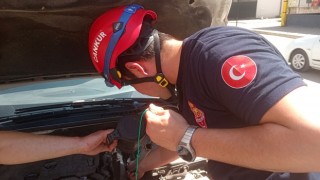 Yavru Kedi İki Otomobilin Motoruna Sığındı: İtfaiye Seferber Oldu