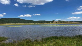 Yayla Gölü nilüferlerle renklendi