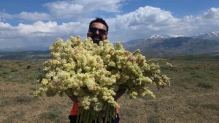 Yayla muzunu vatandaş kendi topluyor